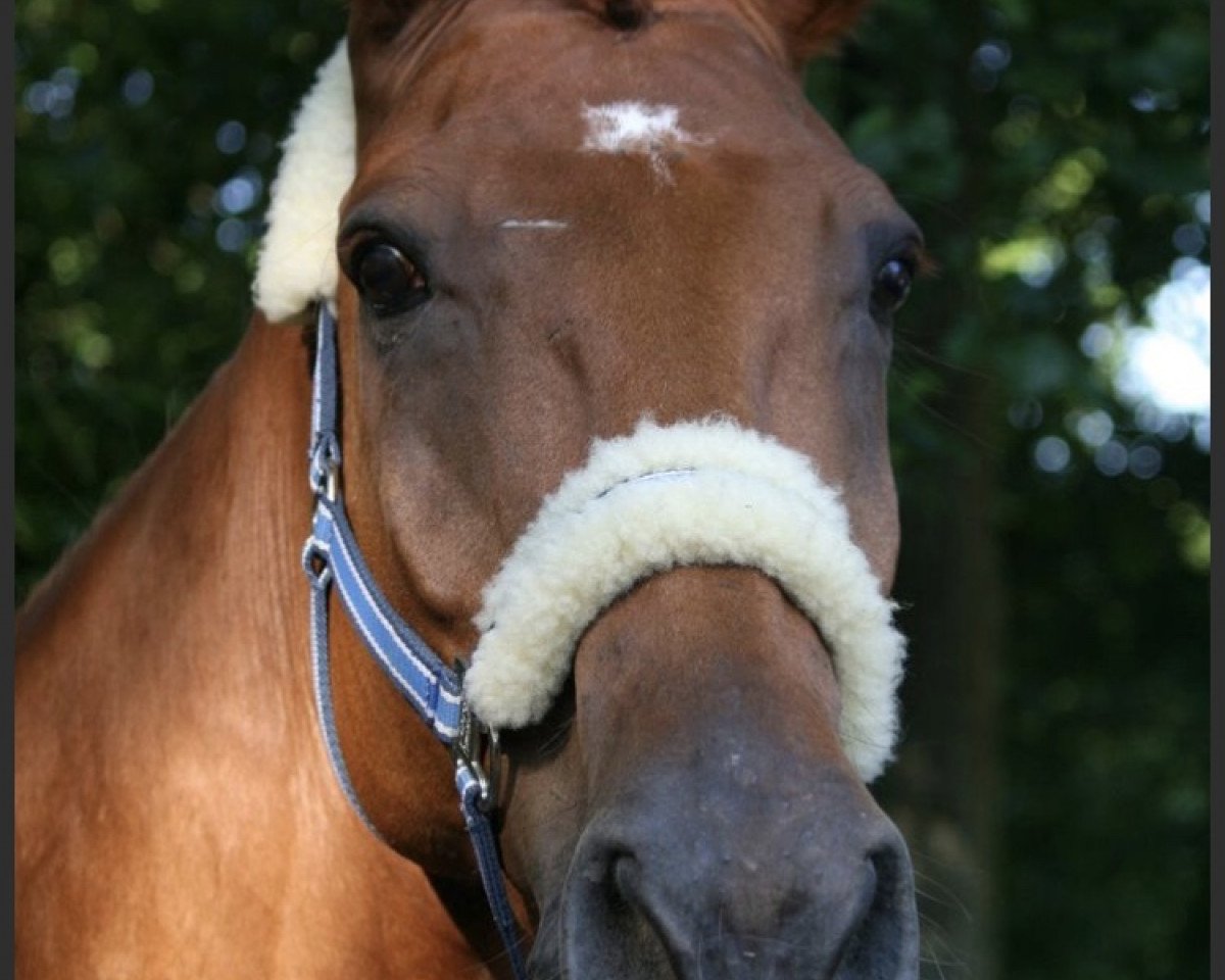 jumper Praktikant 3 (Westphalian, 2005, from Praktiker)