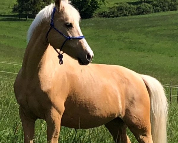 Dressurpferd Amber 142 (Palomino, 2005)