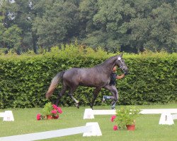 jumper Canberra 76 (Westphalian, 2017, from Cornet Obolensky)