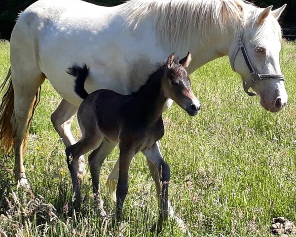 Zuchtstute Wisteria (Deutsches Reitpony, 2020, von Uno I)