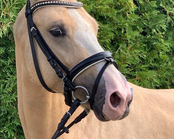 stallion Venustas Mädchentraum (German Riding Pony, 2017, from The Braes My Mobility)