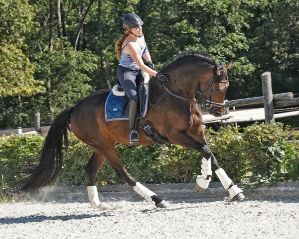 broodmare Tansania (Oldenburg, 2014, from Tomahawk)