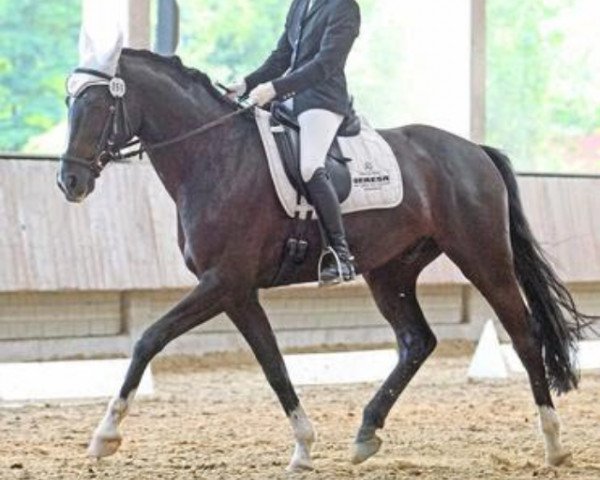 dressage horse Genteel Affair (German Warmblood, 2007, from Sweet Affair)