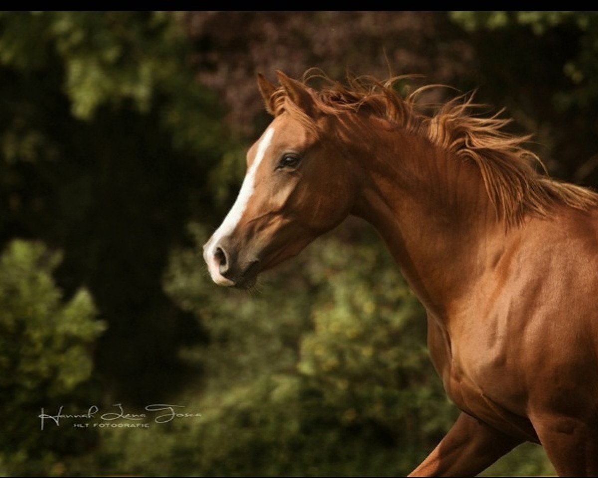 horse Daily Rubina (German Riding Pony, 2015, from Daily Pleasure WE)