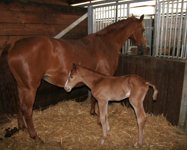 horse Beaucoup de Joie (Hanoverian, 2020, from Belissimo NRW)
