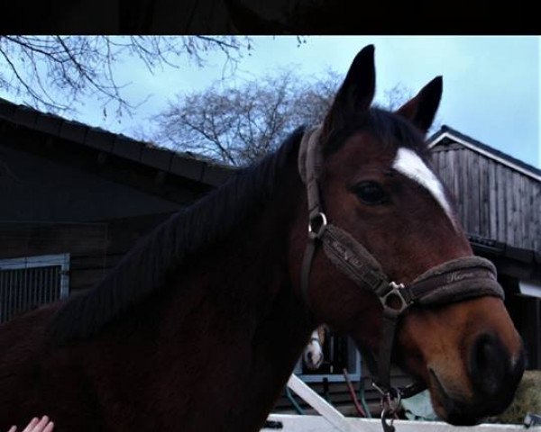 broodmare Edelblut (Rhinelander, 2001, from Ehrentanz I)