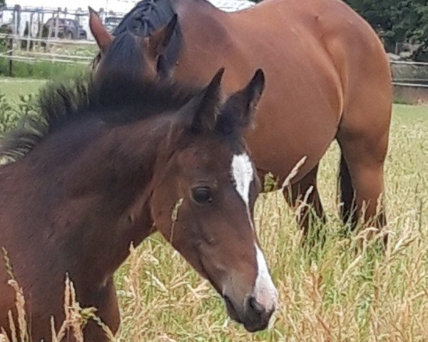 horse Newman (German Riding Pony, 2020, from Neverland WE)
