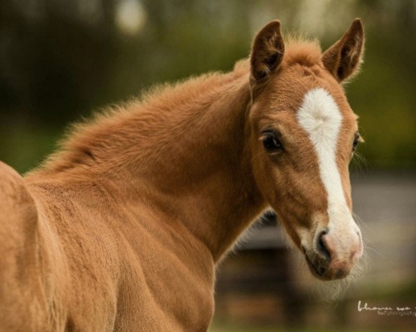 horse Golden Bentley (Rhinelander, 2018, from Genesis B)