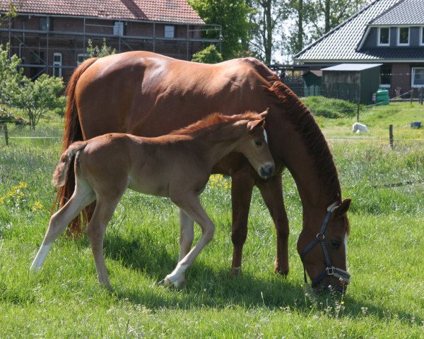 horse Belle Surprise de Paques (Hanoverian, 2019, from Belissimo NRW)