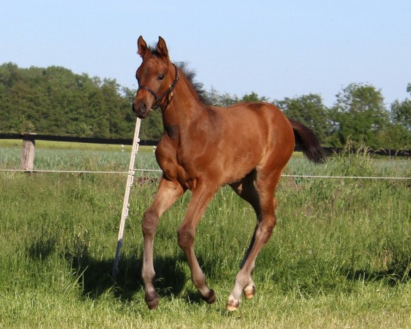 Pferd Risk&fun (Westfale, 2020, von Riccinos)