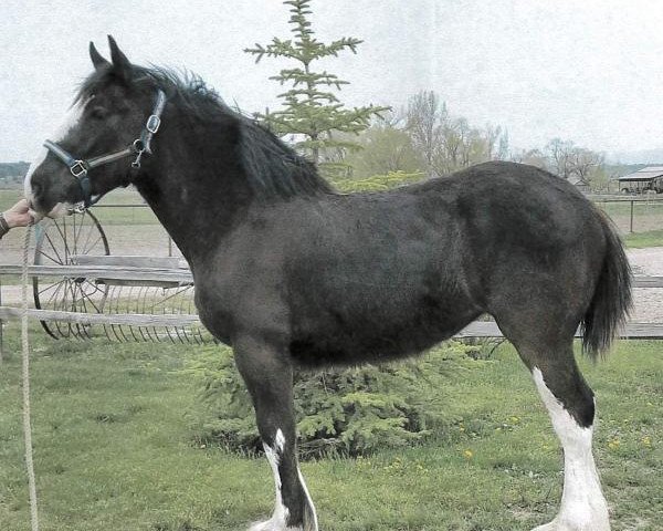 Pferd Rafter B Dezi Faye (Clydesdale, 2018, von Grandview Jack's Warlock)