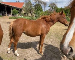 broodmare My little Melody (German Riding Pony, 2019, from Oosteinds Ricky)