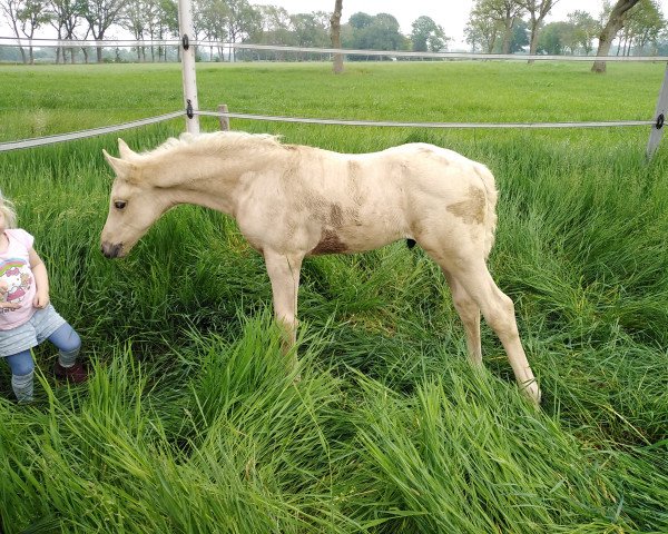 horse Radioso Gold K (Little German Riding Horse, 2020, from Rivers Dancing AS)