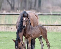 stallion Comme Sa Mere (Westphalian, 2015, from Comme il Faut)