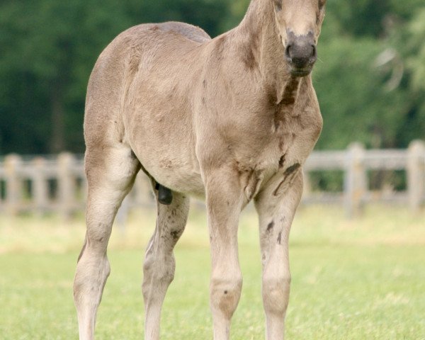 horse Hilkens Drachenfeuer (German Riding Pony, 2020, from Designed in Black AT)