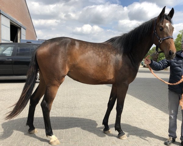 horse Donnatella (Zangersheide riding horse, 2017, from Dominator 2000 Z)