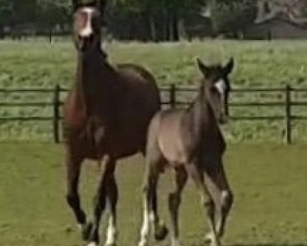 horse Dangelo (Zangersheide riding horse, 2020, from Dominator 2000 Z)