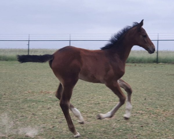 horse Cassandra (Zangersheide riding horse, 2020, from Casino Grande)