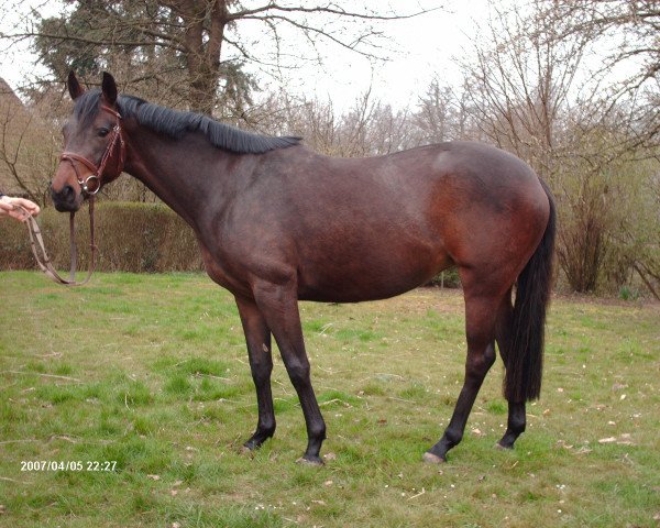 horse Hazel (Westphalian, 2004, from Heraldik xx)