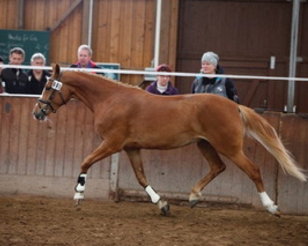 broodmare Peppery Pippa (German Riding Pony, 2014, from Hesselteichs Grimaldi)