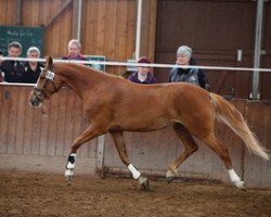 broodmare Peppery Pippa (German Riding Pony, 2014, from Hesselteichs Grimaldi)