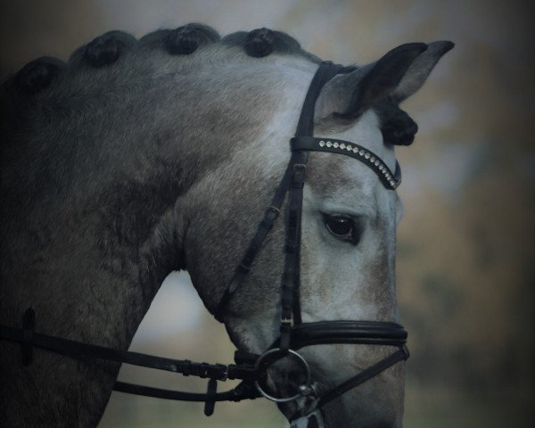 stallion D´Artagnan (Spanish Sport Horse, 2013, from Desperados FRH)