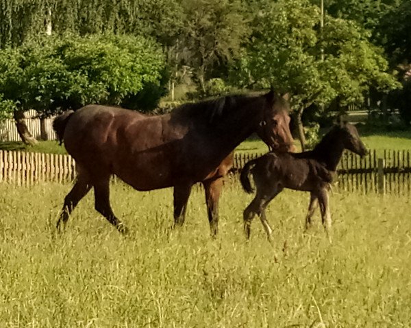 horse Sohn von Dark Dornick (German Riding Pony, 2020, from Dark Dornik)