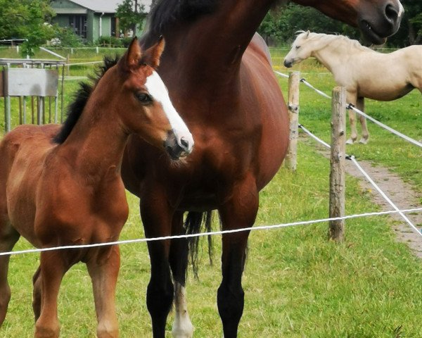 horse Leherfelds Nogger Choc (German Riding Pony, 2020, from Neverland WE)