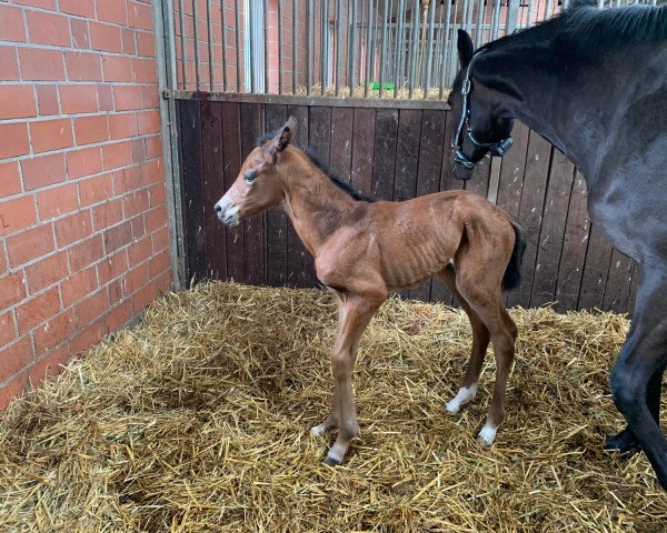 horse Konfetti (Trakehner, 2020, from Imperio 3)
