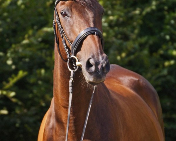 dressage horse Cerasus Callistos (unknown, 2006, from Cerasus Karat)