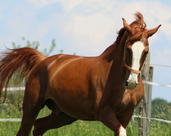 jumper Fly Away 22 (Hanoverian, 1995, from Freedom)