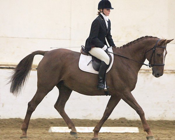 broodmare Mersley Tombraider (anglo european sporthorse,  , from Centauer Z)
