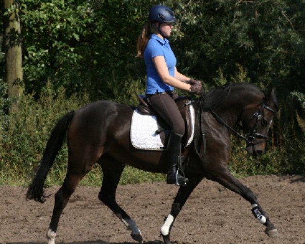Fattrice Steverheides Cashmere Touch (Pony da Sella Tedesco, 2008, di Champ of Class)