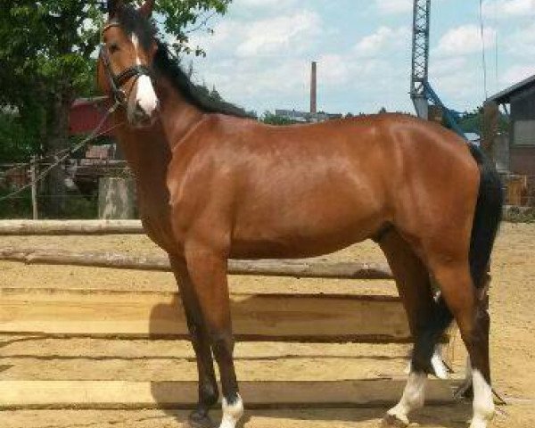 jumper Capt'n Jack Sperrow (Holsteiner, 2008, from Casiro I)