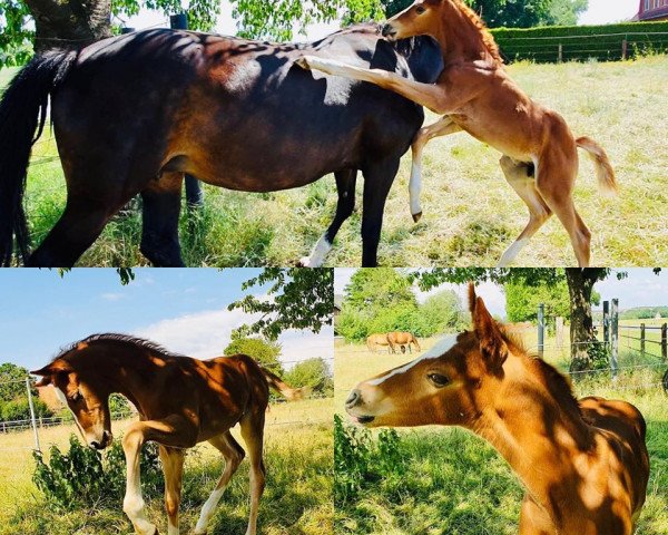 horse Axel SR (Westphalian, 2020, from Asagao xx)