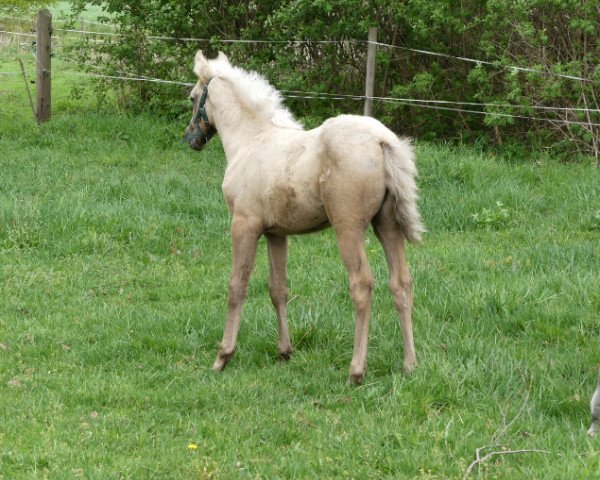 horse Goldrausch (German Riding Pony, 2020, from Golden Grey NRW)