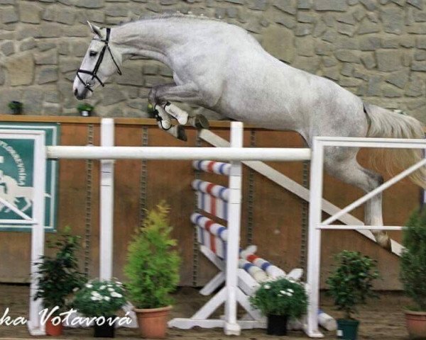 Springpferd Tamira VII (Tschechisches Warmblut, 2012, von Carpalo)