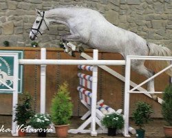 jumper Tamira VII (Czech Warmblood, 2012, from Carpalo)