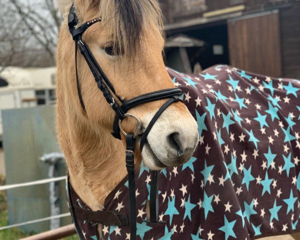 horse Dandelion (Fjord Horse, 2014, from Dylan)