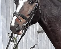 jumper Toni Lumumba (German Riding Pony, 2015, from Totilas)
