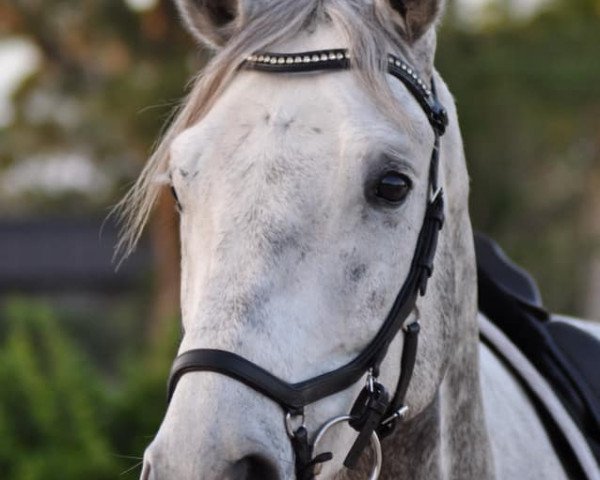 horse San Lio (Oldenburg, 2014, from San Riant)
