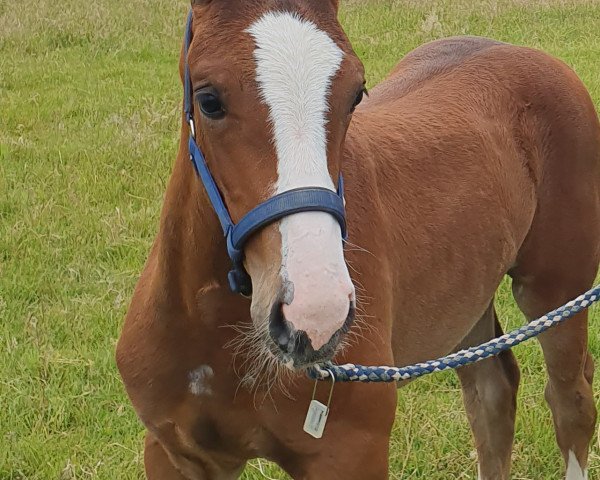 dressage horse Zorina (Westphalian, 2020, from Zoom)