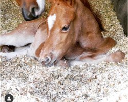 dressage horse Cinderella C (German Riding Pony, 2019, from Coer Noble)
