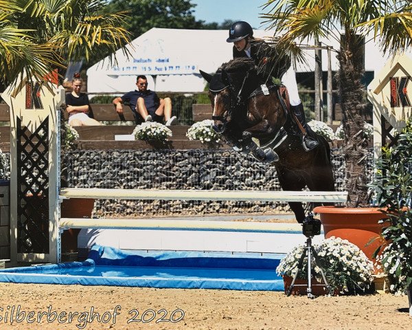 Springpferd Cup Cake WE (Deutsches Reitpony, 2010, von Constantin)