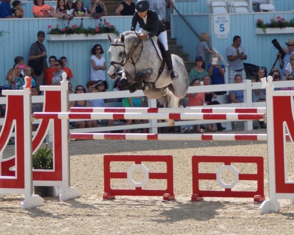 jumper Laspari (German Sport Horse, 2005, from Levisto Z)