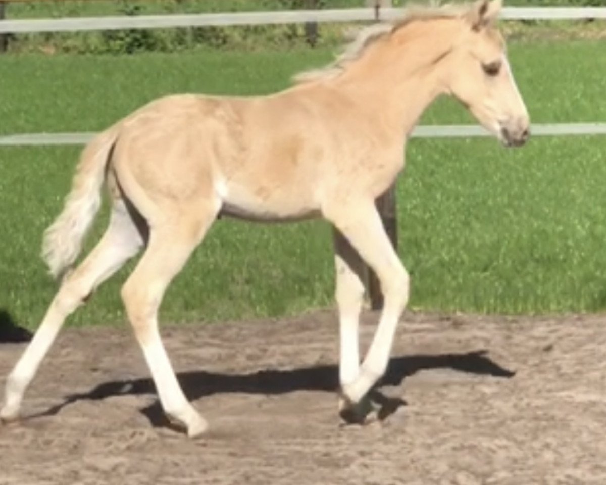 horse GS Golden Moon (German Riding Pony, 2020, from FS Golden Highlight)