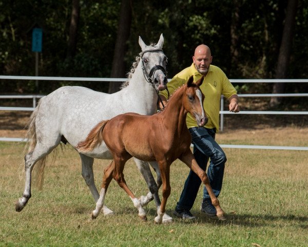 horse Designer GS (German Riding Pony, 2018, from Dan Kano AT)