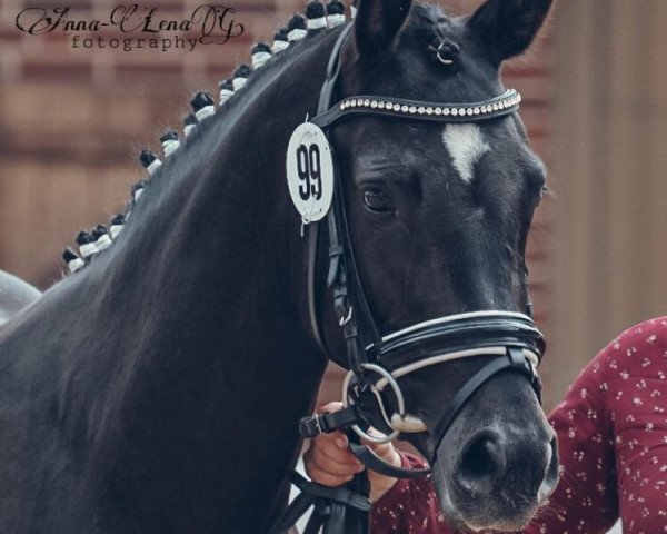 Zuchtstute Welcome Highlight GS (Deutsches Reitpony, 2017, von Valido's Highlight)