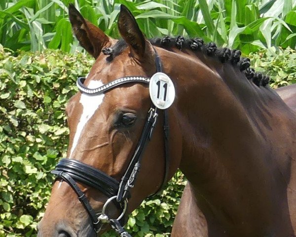 broodmare Quitte (Westphalian, 2014, from Qualitaet 3)