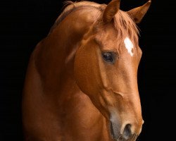jumper Evalentina 2 (Hanoverian, 2015, from Escudo I)